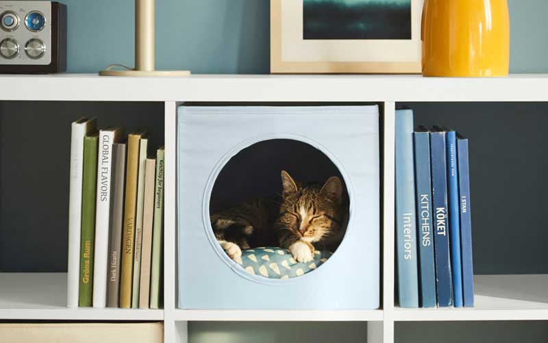 چگونه موی گربه را در خانه از بین ببریم؟